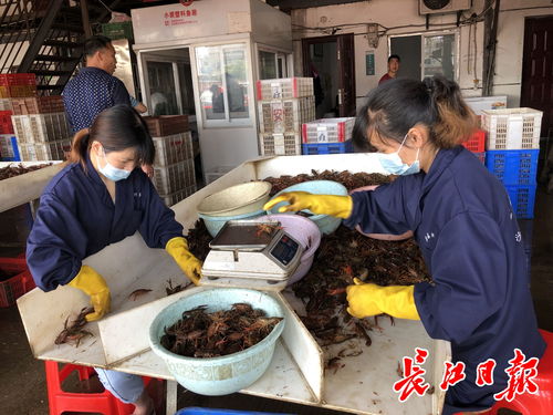 武漢白沙洲農(nóng)副產(chǎn)品大市場 日批發(fā)百噸龍蝦，引領(lǐng)“撮蝦子”潮流