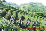 森焱農(nóng)副產(chǎn)品 自然與品質(zhì)的視覺詩篇