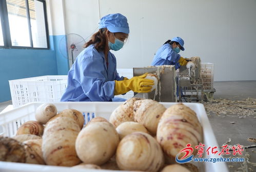 寧化農副產品加工及冷鏈配送一體化建設項目投入生產